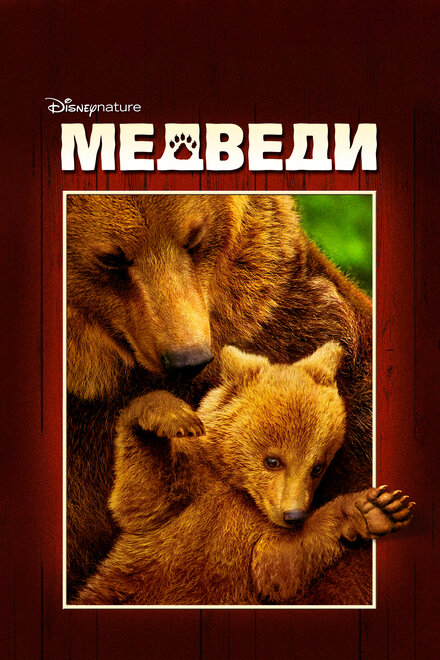 Медведи